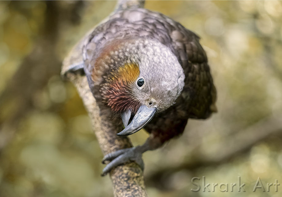 Curious Kākā by Skrark Art