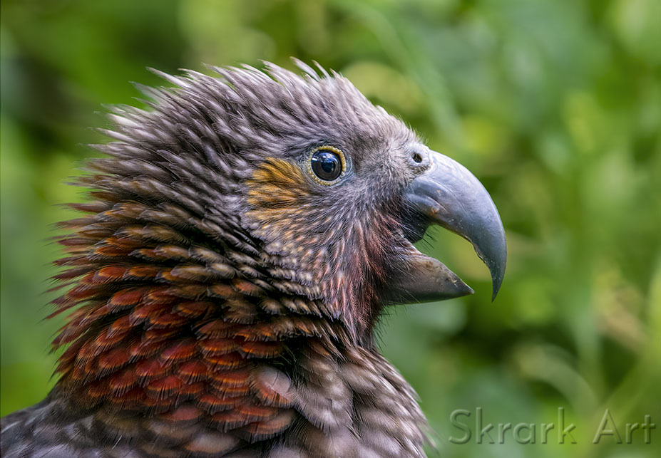 Kākā Fledgling by Skrark Art