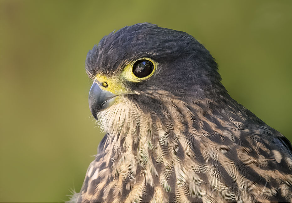 Kārearea Profile by Skrark Art