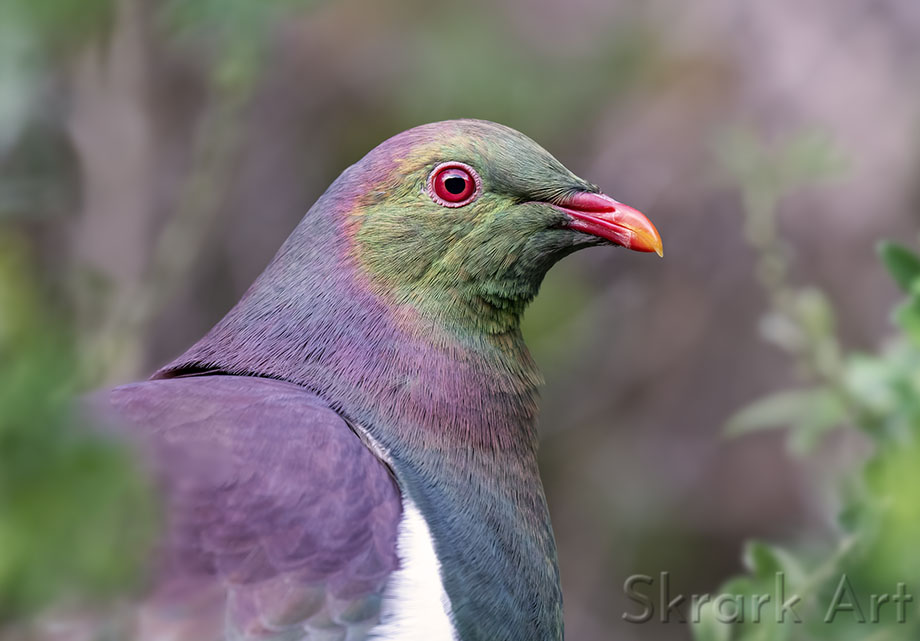 Kererū Portrait by Skrark Art