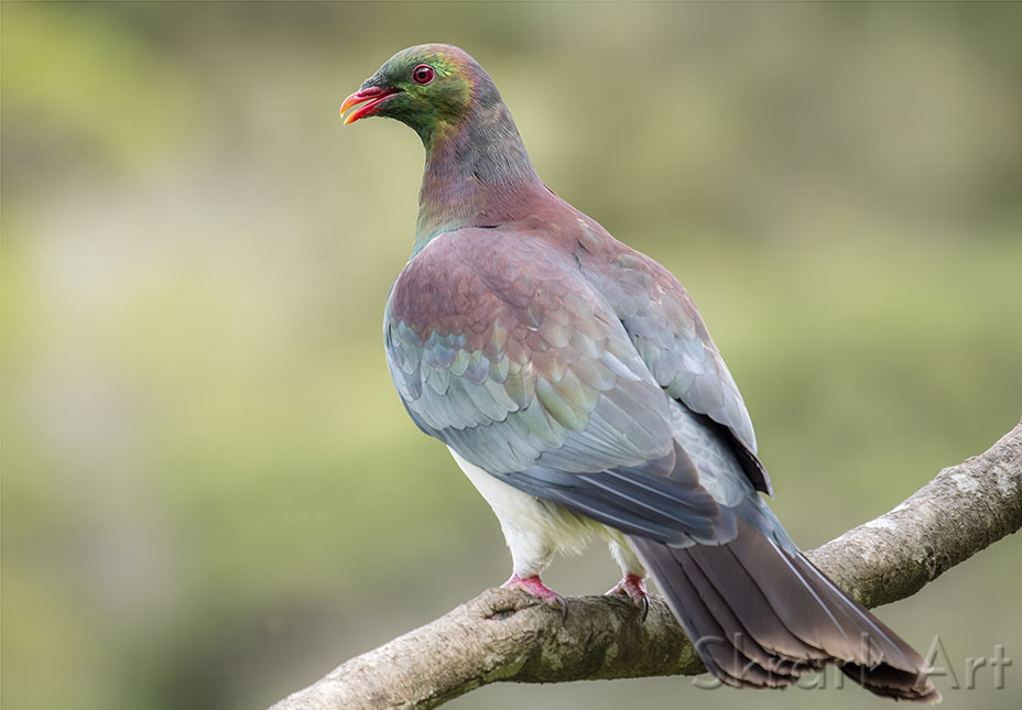 Kererū by Skrark Art