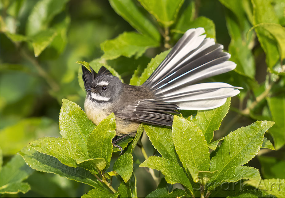 Pīwakawaka in Māhoe by Skrark Art