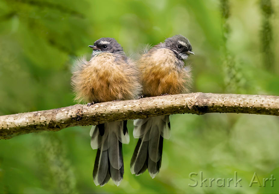 Pīwakawaka Pair by Skrark Art