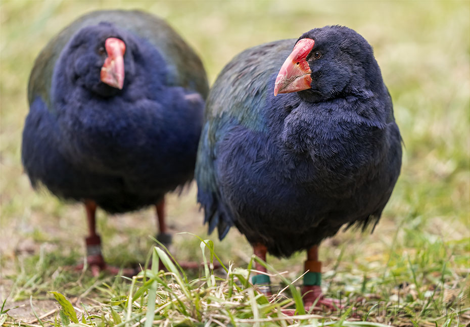 Takahē Pair by Skrark Art