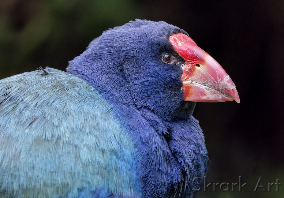 Takahē Profile by Skrark Art