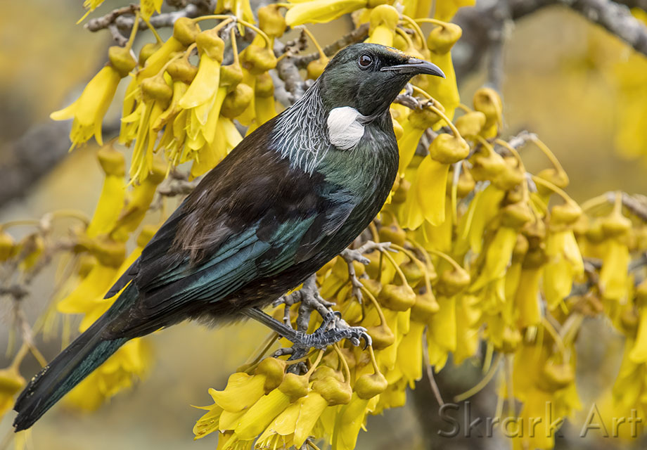 Tūī in Kōwhai by Skrark Art